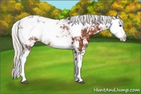 Horse Color:Silver Brown Ice Sabino Varnish 