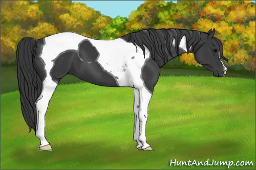 Horse Color:Black Tobiano