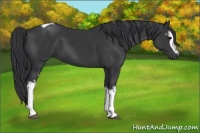 Horse Color:White Spotted Black Tobiano