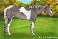 Horse Color:White Spotted Silver Black Tobiano 