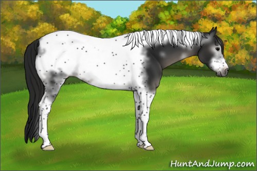 Horse Color:Gray White Spotted Black Tobiano Frame