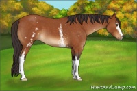 Horse Color:White Spotted Buckskin Roan 