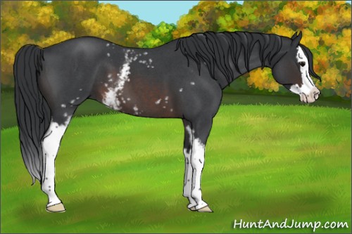 Horse Color:White Spotted Brown Roan Splash 