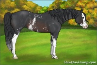 Horse Color:White Spotted Brown Roan Splash 