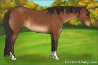 Horse Color:Buckskin Roan 