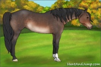 Horse Color:Brown Roan 