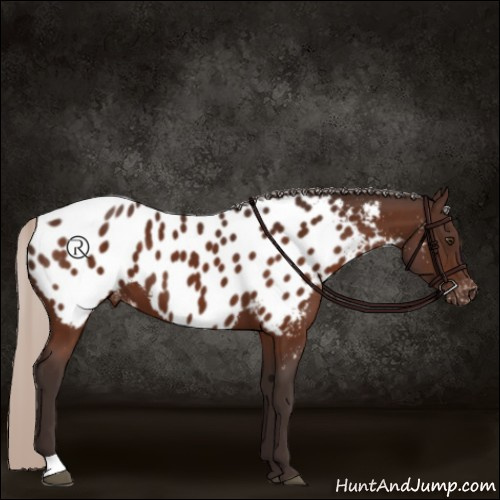 Horse Color:Silver Brown Appaloosa 