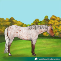 Horse Color:Silver Bay Roan 