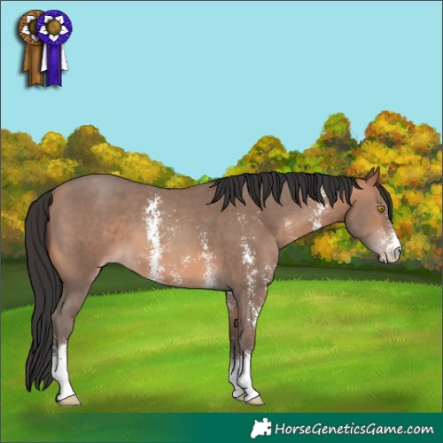 Horse Color:Sable Champagne Sabino 