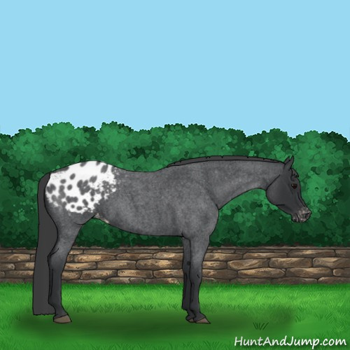 Horse Color:Blue Roan Appaloosa 