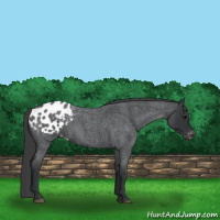 Horse Color:Blue Roan Appaloosa 
