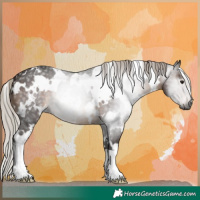 Horse Color:Gray White Spotted Silver Brown