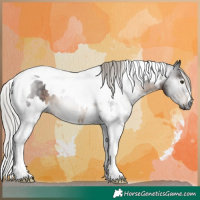 Horse Color:Gray White Spotted Silver Brown Tobiano 