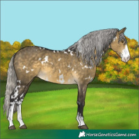 Horse Color:White Spotted Silver Buckskin Dun Mushroom Sabino 