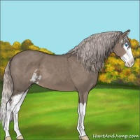 Horse Color:Silver Grullo Sabino Splash 