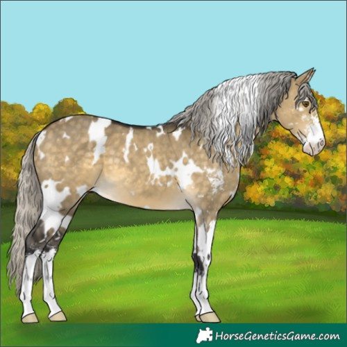 Horse Color:White Spotted Silver Buckskin Dun Mushroom Sabino 