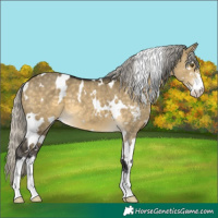 Horse Color:White Spotted Silver Buckskin Dun Mushroom Sabino 