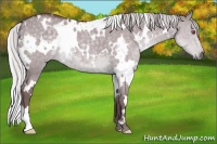 Horse Color:White Spotted Chocolate Silver Grullo Chinchilla 
