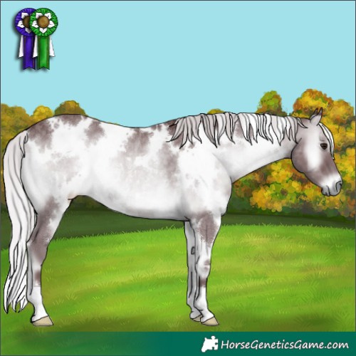 Horse Color:White Spotted Chocolate Silver Blue Onyx Chinchilla Rabicano