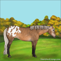 Horse Color:Gray Silver Bay Dun Appaloosa 