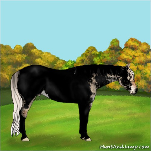 Horse Color:Void Silver Bay Roan Dun Tobiano Appaloosa 