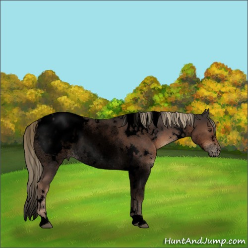 Horse Color:Void White Spotted Liver Red Roan Appaloosa 