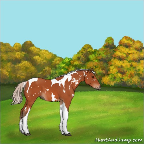 Horse Color:White Spotted Silver Brown Tobiano 