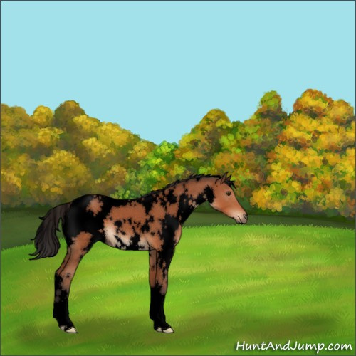 Horse Color:Void White Spotted Bay 