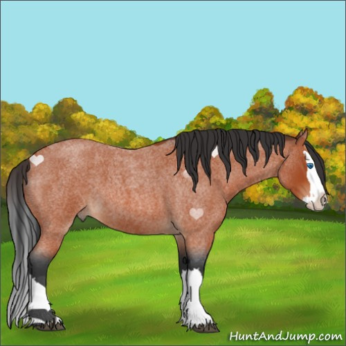 Horse Color:Brown Roan Splash 