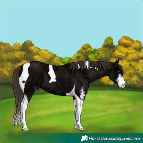 Horse Color:Liver Chestnut Ice Sabino Tobiano 