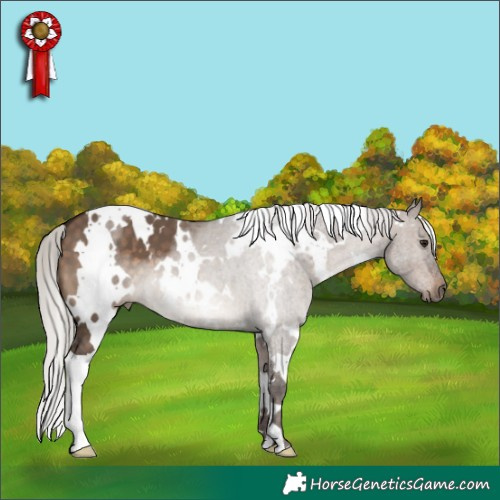Horse Color:White Spotted Silver Brown Dun 