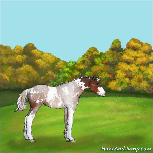 Horse Color:White Spotted Silver Brown Sabino 