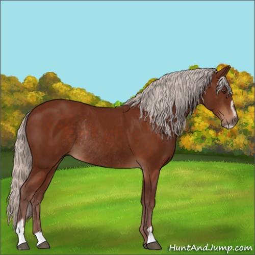 Horse Color:Chocolate Silver Brown Sabino Rabicano 