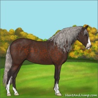 Horse Color:Silver Brown Sabino 