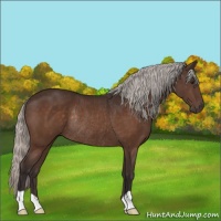 Horse Color:Silver Brown Rabicano 