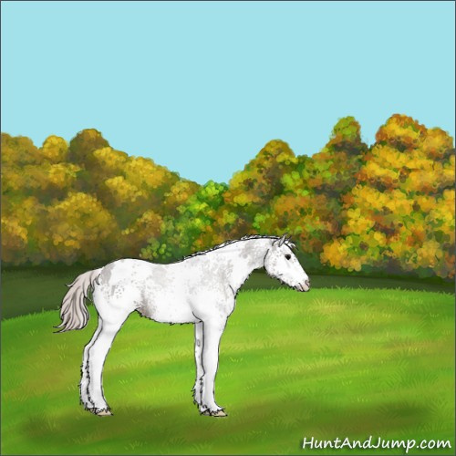 Horse Color:White Spotted Silver Black 