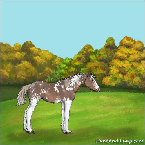 Horse Color:White Spotted Silver Black 