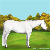 Horse Color:White Spotted Bay Splash  and White Spotted Silver Bay Splash 