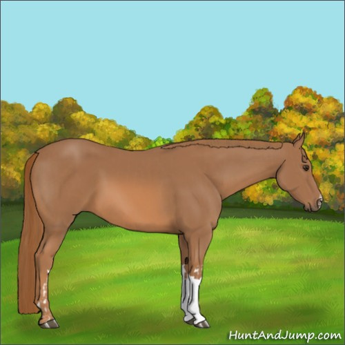 Horse Color:Chestnut  and Chestnut 