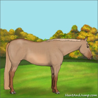 Horse Color:Red Dun 