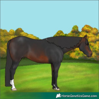 Horse Color:Brown 