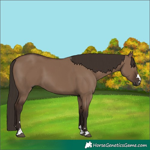 Horse Color:Liver Red Dun
