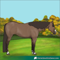 Horse Color:Liver Red Dun 