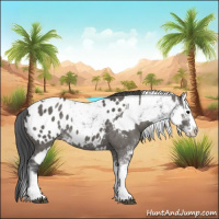 Horse Color:Black Sabino Splash Appaloosa and Grullo Sabino Splash Appaloosa