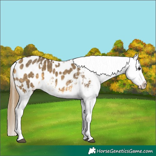 Horse Color:White Spotted Buckskin Dun Blanket