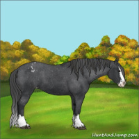 Horse Color:Black Sabino Splash Varnish  and Black Sabino Splash Varnish 