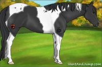 Horse Color:Black Tobiano