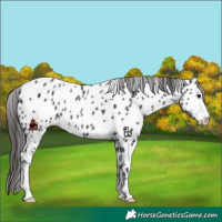 Horse Color:Black Sabino Appaloosa Rabicano