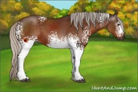 Horse Color:Gray White Spotted Silver Buckskin 