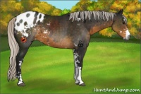 Horse Color:Gray Silver Smoky Black Sabino Appaloosa 